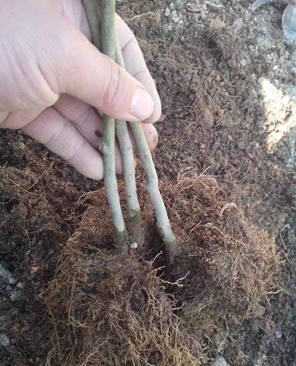 一什么枝条，一()枝条 填量词（3棵茶花绑一绑）