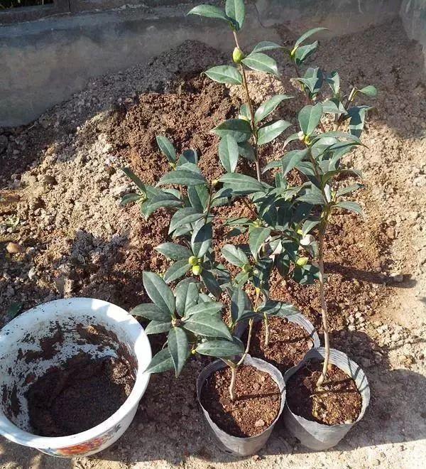 一什么枝条，一()枝条 填量词（3棵茶花绑一绑）