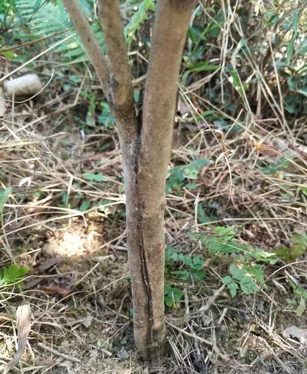 一什么枝条，一()枝条 填量词（3棵茶花绑一绑）