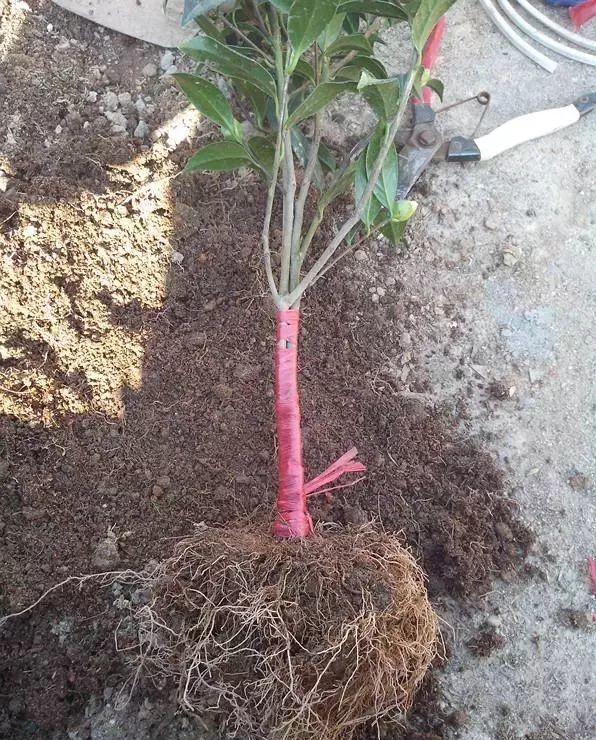 一什么枝条，一()枝条 填量词（3棵茶花绑一绑）