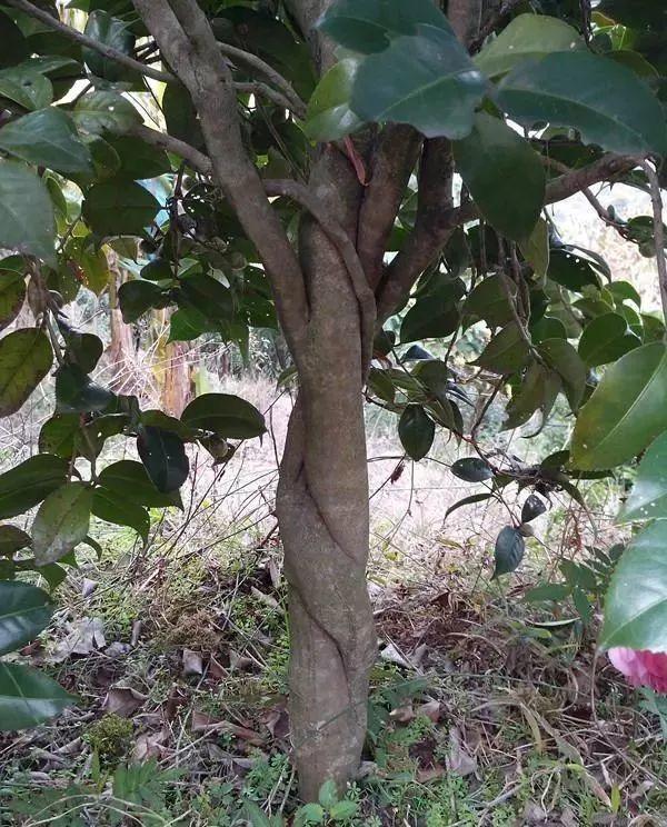 一什么枝条，一()枝条 填量词（3棵茶花绑一绑）