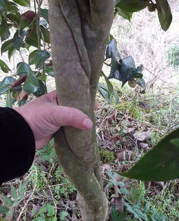 一什么枝条，一()枝条 填量词（3棵茶花绑一绑）