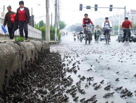 地震来临前的预兆，地震来临前有什么预兆（民间总结的地震前的征兆）