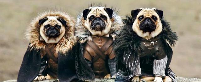 八哥犬卖萌图片   看那一脸邹起来的委屈神情！，八哥狗图片大全可爱（丑萌又无辜的表情包——巴哥犬）