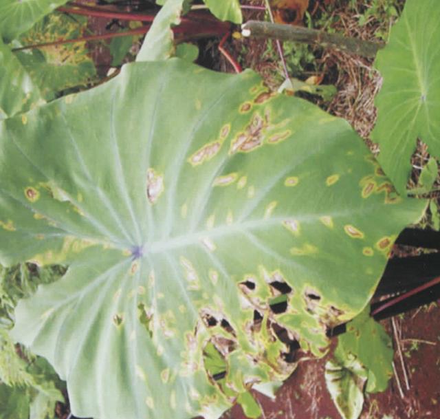 etgo（et公司，芋细菌性斑点病（ETO官网）