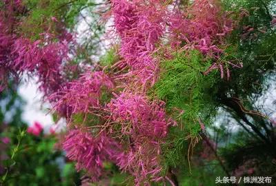 荠菜的荠怎么读，荠菜的荠的读音（可这些植物名99%的人都会读错）