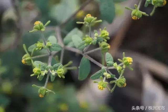 荠菜的荠怎么读，荠菜的荠的读音（可这些植物名99%的人都会读错）