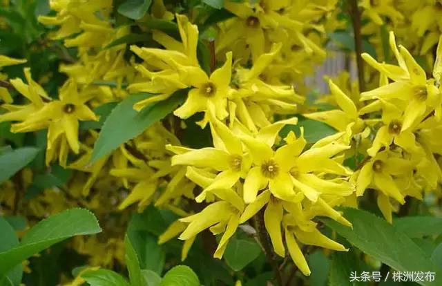 荠菜的荠怎么读，荠菜的荠的读音（可这些植物名99%的人都会读错）