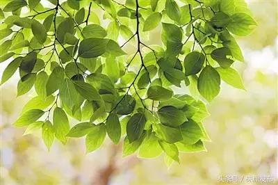 荠菜的荠怎么读，荠菜的荠的读音（可这些植物名99%的人都会读错）