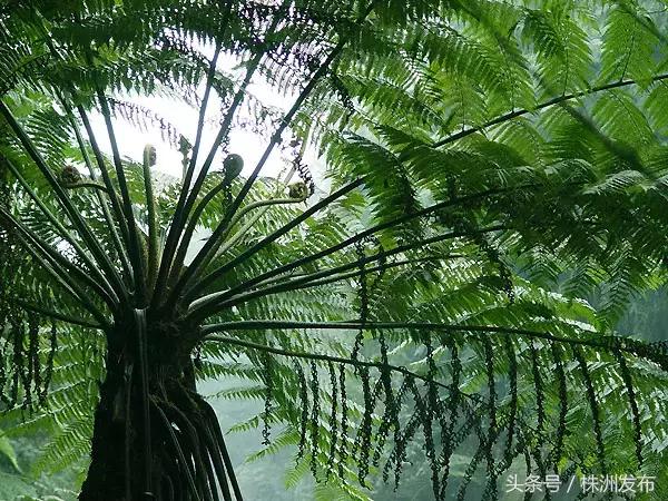 荠菜的荠怎么读，荠菜的荠的读音（可这些植物名99%的人都会读错）