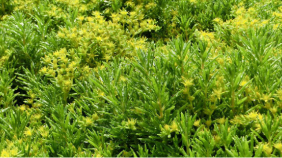 垂盆草的功效与作用及食用方法，垂盆草的作用与功效（垂盆草对人体有哪些健康作用）