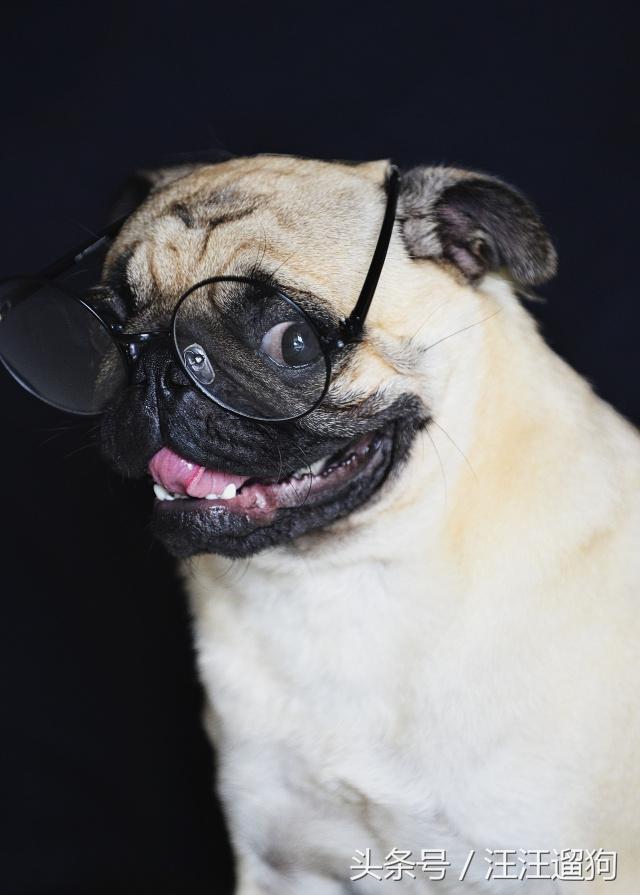 八哥犬卖萌图片   看那一脸邹起来的委屈神情！，八哥狗图片大全可爱（丑萌又无辜的表情包——巴哥犬）