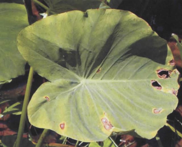 etgo（et公司，芋细菌性斑点病（ETO官网）