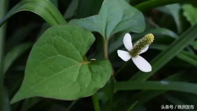 荠菜的荠怎么读，荠菜的荠的读音（可这些植物名99%的人都会读错）