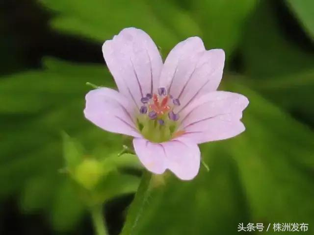 荠菜的荠怎么读，荠菜的荠的读音（可这些植物名99%的人都会读错）