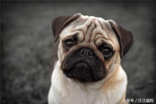 八哥犬卖萌图片   看那一脸邹起来的委屈神情！，八哥狗图片大全可爱（丑萌又无辜的表情包——巴哥犬）