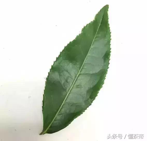 雀舌是什么茶型,雀舌是什么茶型的茶叶(雀舌到底是什么茶) 雀舌是什么茶型,雀舌是什么茶型的茶叶(雀舌到底是什么茶)