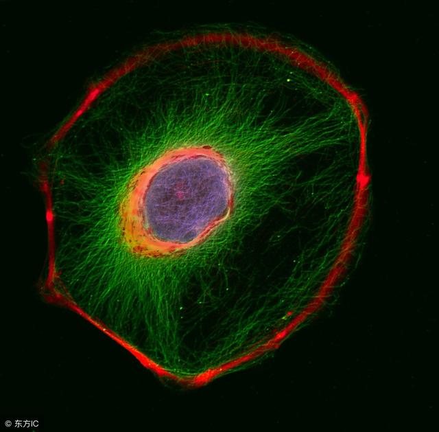 溶酶体有几层膜，溶酶体几层膜（高中生物：高考重点）