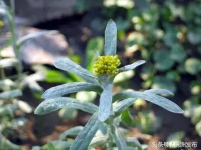 荠菜的荠怎么读，荠菜的荠的读音（可这些植物名99%的人都会读错）