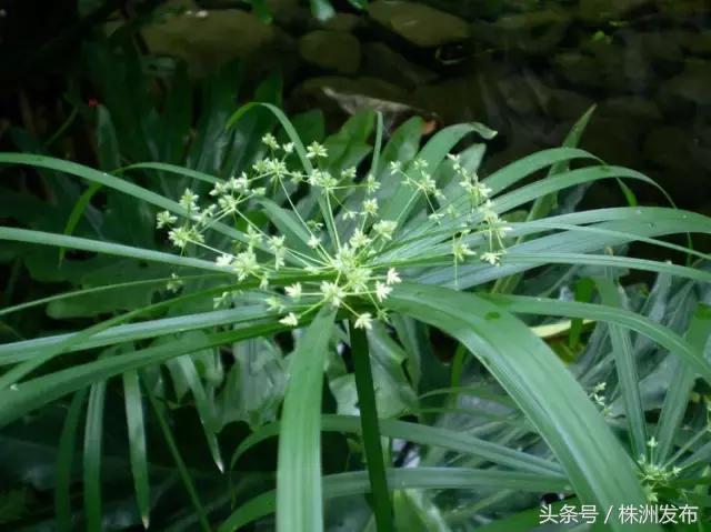 荠菜的荠怎么读，荠菜的荠的读音（可这些植物名99%的人都会读错）