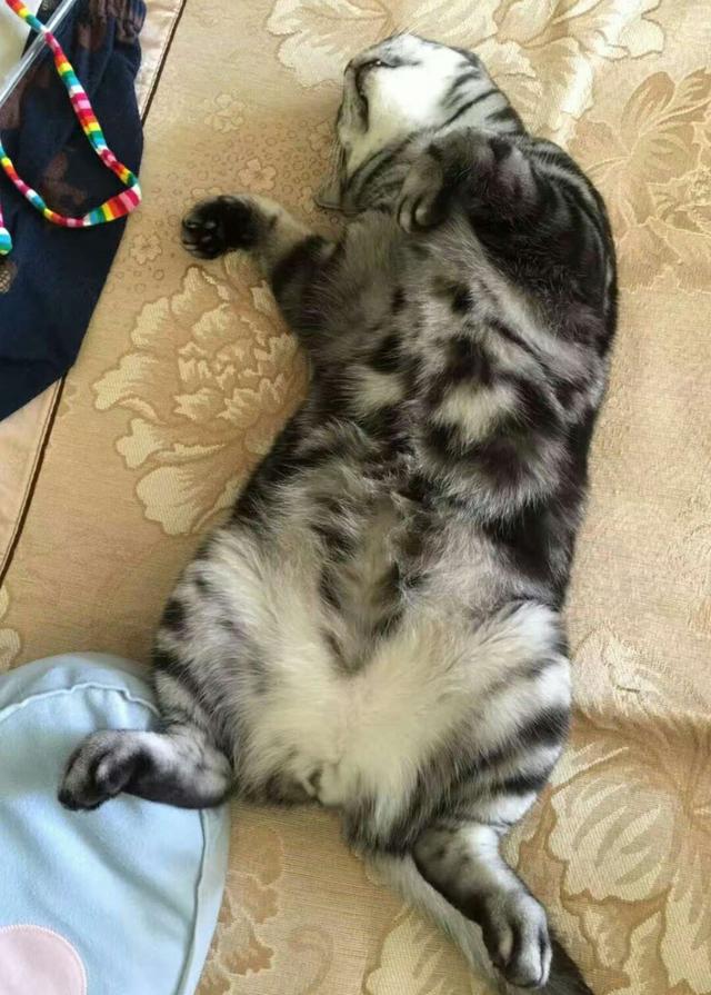 梦见猫的征兆，梦见猫是啥预兆（[科普篇]猫咪一天究竟可以睡多久）