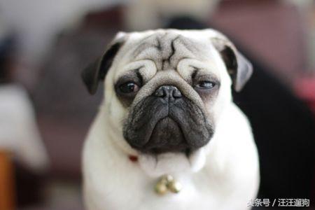 八哥犬卖萌图片   看那一脸邹起来的委屈神情！，八哥狗图片大全可爱（丑萌又无辜的表情包——巴哥犬）