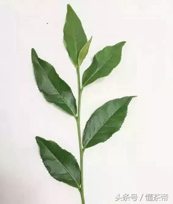 雀舌是什么茶型,雀舌是什么茶型的茶叶(雀舌到底是什么茶) 雀舌是什么茶型,雀舌是什么茶型的茶叶(雀舌到底是什么茶)