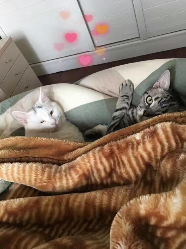 梦见猫的征兆，梦见猫是啥预兆（[科普篇]猫咪一天究竟可以睡多久）