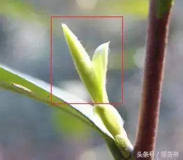 雀舌是什么茶型,雀舌是什么茶型的茶叶(雀舌到底是什么茶) 雀舌是什么茶型,雀舌是什么茶型的茶叶(雀舌到底是什么茶)