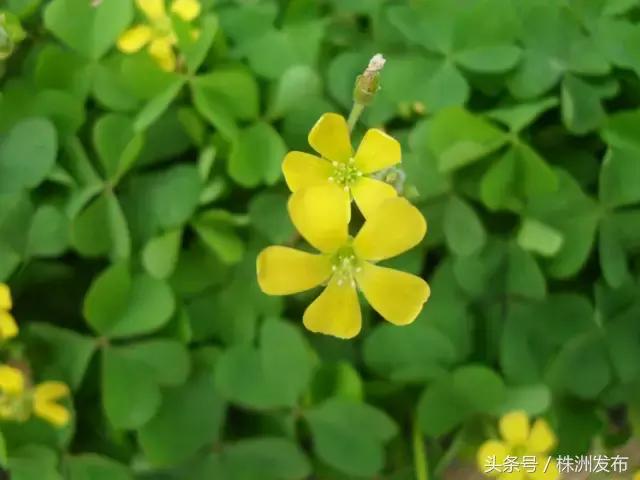 荠菜的荠怎么读，荠菜的荠的读音（可这些植物名99%的人都会读错）