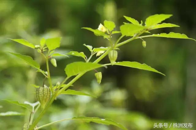 荠菜的荠怎么读，荠菜的荠的读音（可这些植物名99%的人都会读错）