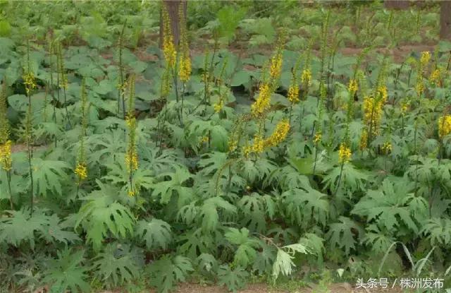 荠菜的荠怎么读，荠菜的荠的读音（可这些植物名99%的人都会读错）