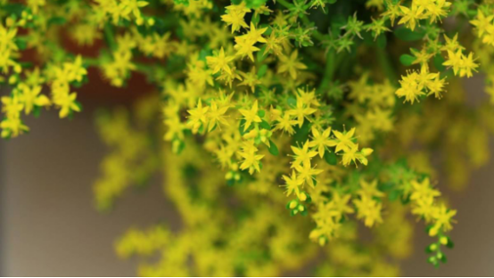 垂盆草的功效与作用及食用方法，垂盆草的作用与功效（垂盆草对人体有哪些健康作用）