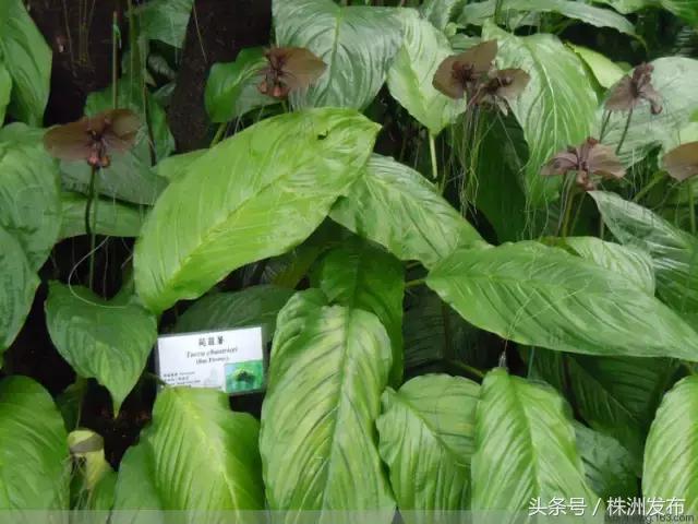 荠菜的荠怎么读，荠菜的荠的读音（可这些植物名99%的人都会读错）