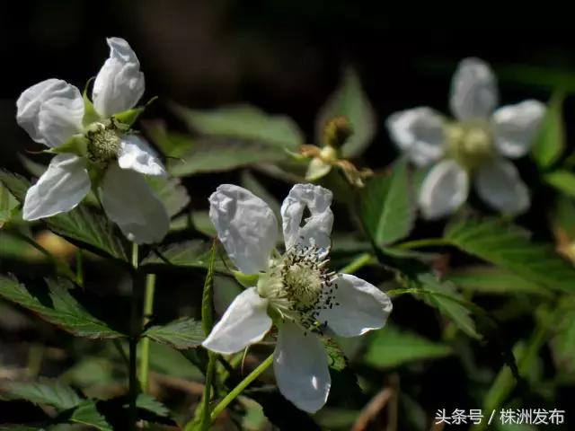 荠菜的荠怎么读，荠菜的荠的读音（可这些植物名99%的人都会读错）