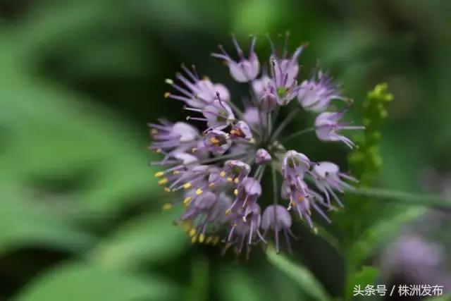 荠菜的荠怎么读，荠菜的荠的读音（可这些植物名99%的人都会读错）
