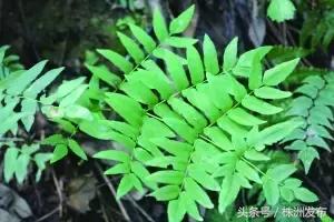 荠菜的荠怎么读，荠菜的荠的读音（可这些植物名99%的人都会读错）