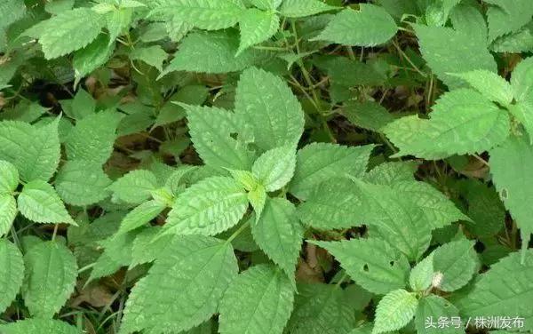 荠菜的荠怎么读，荠菜的荠的读音（可这些植物名99%的人都会读错）