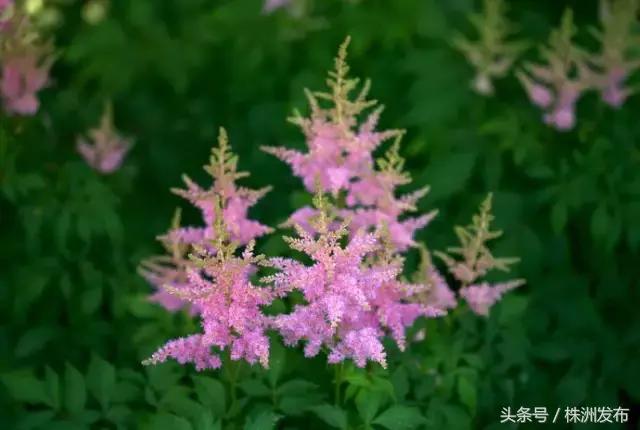 荠菜的荠怎么读，荠菜的荠的读音（可这些植物名99%的人都会读错）