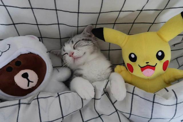 梦见猫的征兆，梦见猫是啥预兆（[科普篇]猫咪一天究竟可以睡多久）