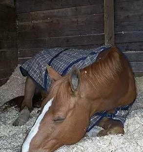 马是怎样睡觉的，马是怎么睡觉的（你知道马是怎么睡觉的吗）