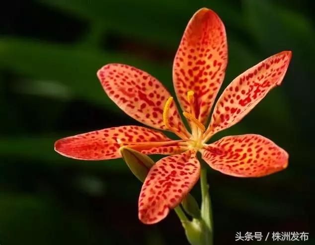 荠菜的荠怎么读，荠菜的荠的读音（可这些植物名99%的人都会读错）