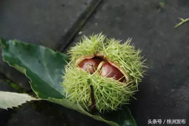 荠菜的荠怎么读，荠菜的荠的读音（可这些植物名99%的人都会读错）