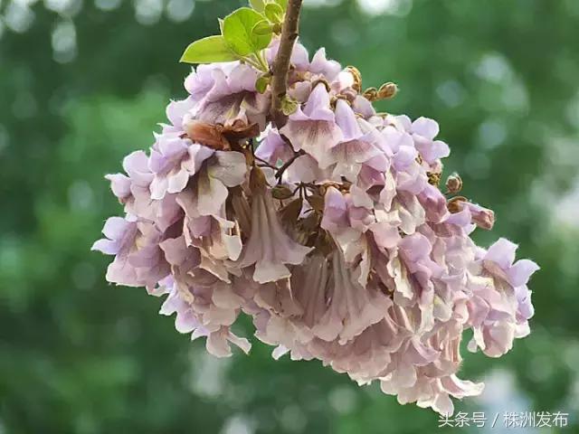 荠菜的荠怎么读，荠菜的荠的读音（可这些植物名99%的人都会读错）