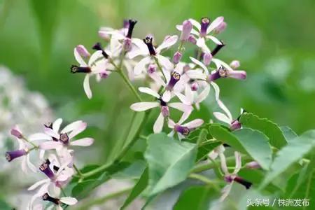 荠菜的荠怎么读，荠菜的荠的读音（可这些植物名99%的人都会读错）