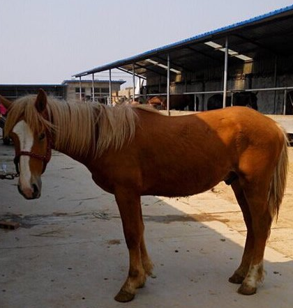 马是怎样睡觉的，马是怎么睡觉的（你知道马是怎么睡觉的吗）