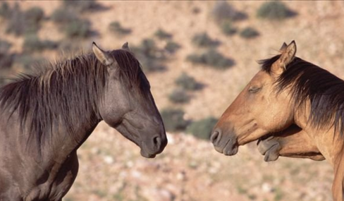 马是怎样睡觉的，马是怎么睡觉的（你知道马是怎么睡觉的吗）