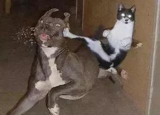 呸去掉口是什么字，带有口字旁的字有哪些口字旁的字（广州人会说不会写的315个粤语字）