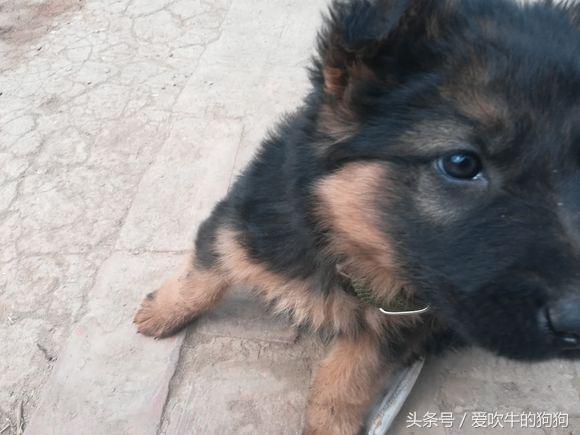 德牧犬多少钱一只幼犬，德牧犬多少钱一只幼犬托运宠物费用（1500才接回来四天的小德牧,有人说是锤系,大家帮我看看纯不纯）