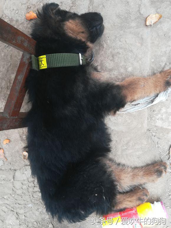 德牧犬多少钱一只幼犬，德牧犬多少钱一只幼犬托运宠物费用（1500才接回来四天的小德牧,有人说是锤系,大家帮我看看纯不纯）